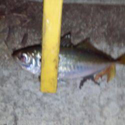 ハゼングからのアジング